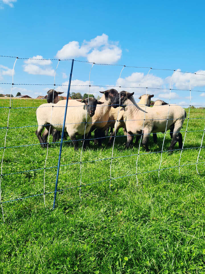 AKO Schafsnetz TitanNet Premium Vario